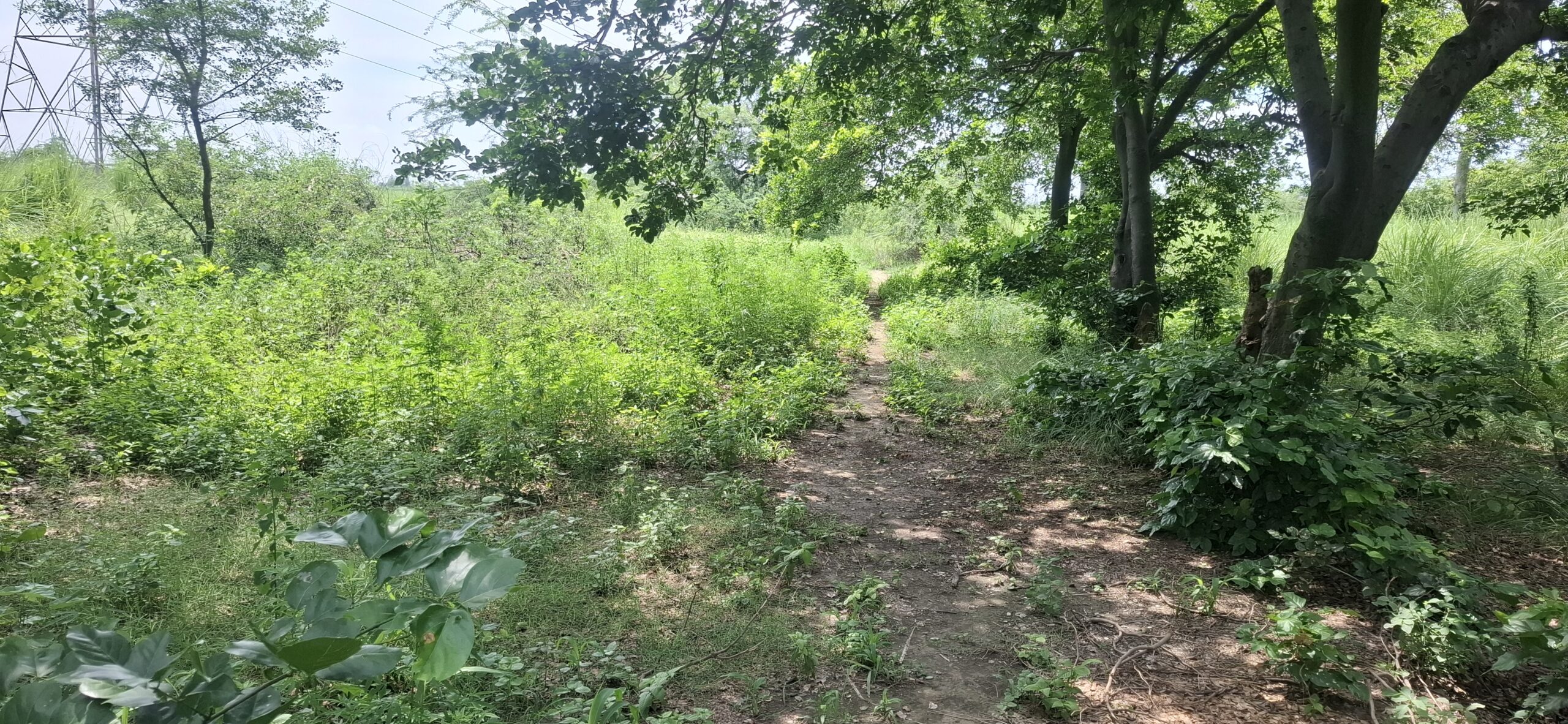 ड्रीम प्रोजेक्ट बना उपेक्षा का शिकार, नष्ट हो गई कान्हा उपवन वाटिका