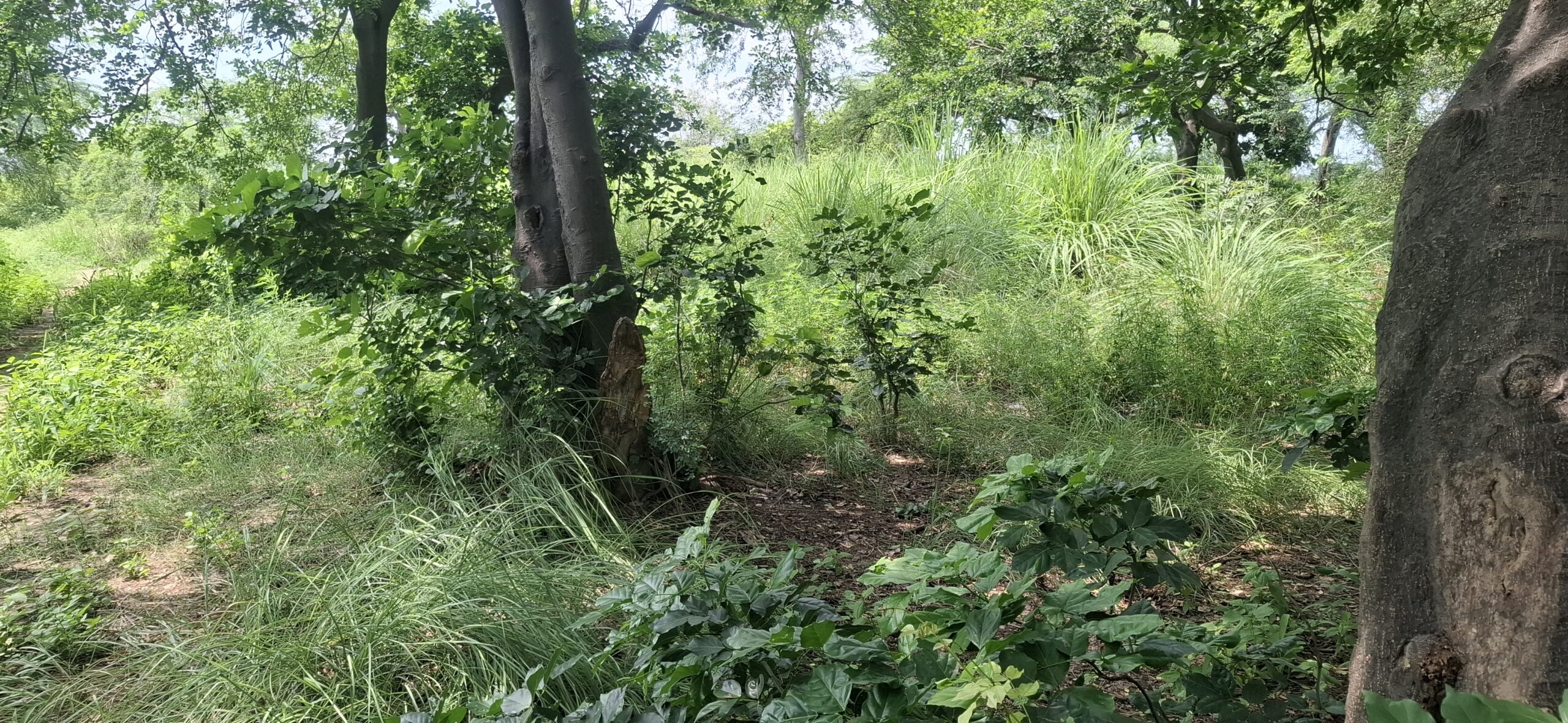 ड्रीम प्रोजेक्ट बना उपेक्षा का शिकार, नष्ट हो गई कान्हा उपवन वाटिका